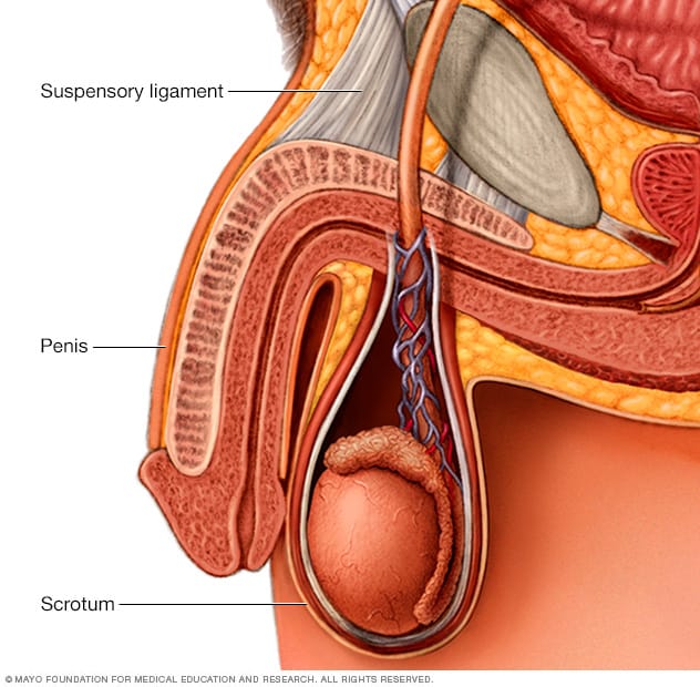 Penis girth enlargement surgery