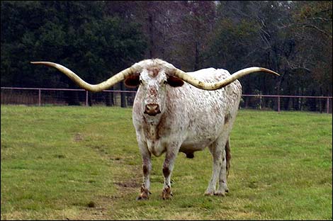 longhorn moby dick Texas