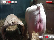 Farm pig fucking girl