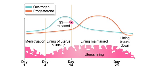Hormones and menstrual cycle