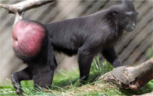 monkey butts looking Funny
