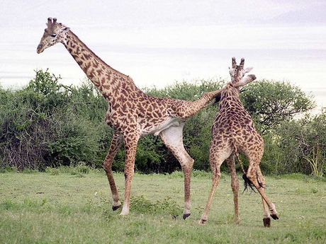 Giraffe having sex hard core