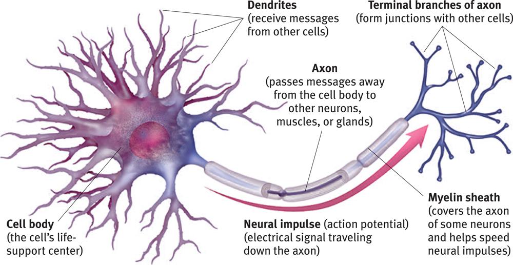 Nervous system neurons