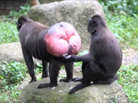 Funny looking monkey butts