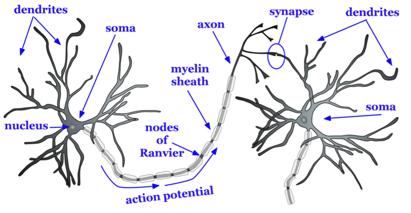 neurons Nervous system