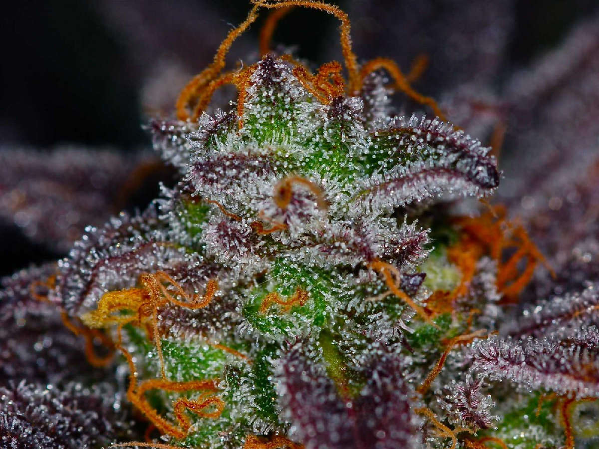 Purple marijuana nugs