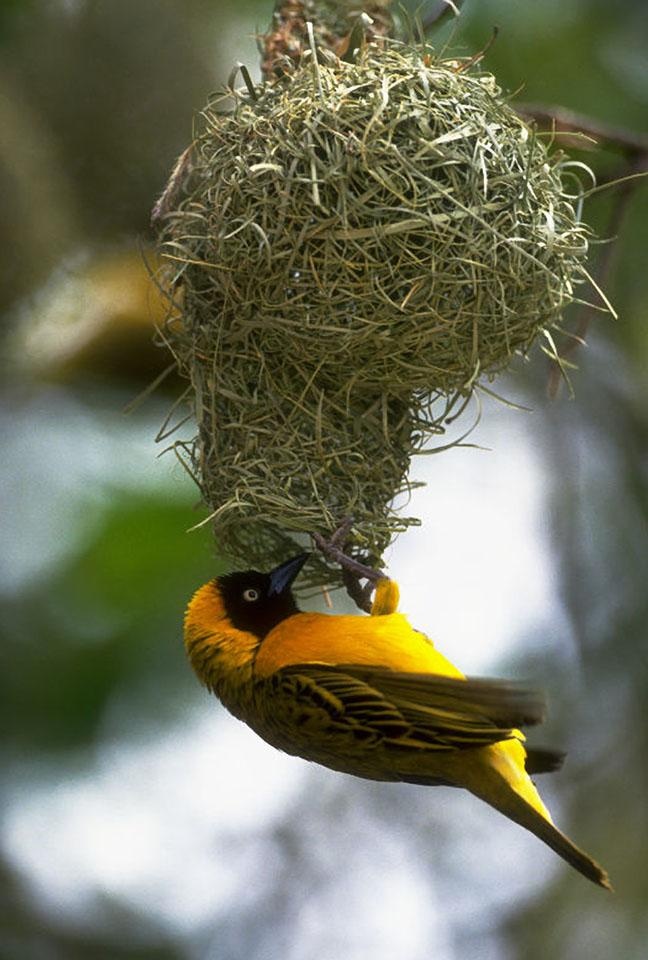 Beautiful pictures of yellow birds nests