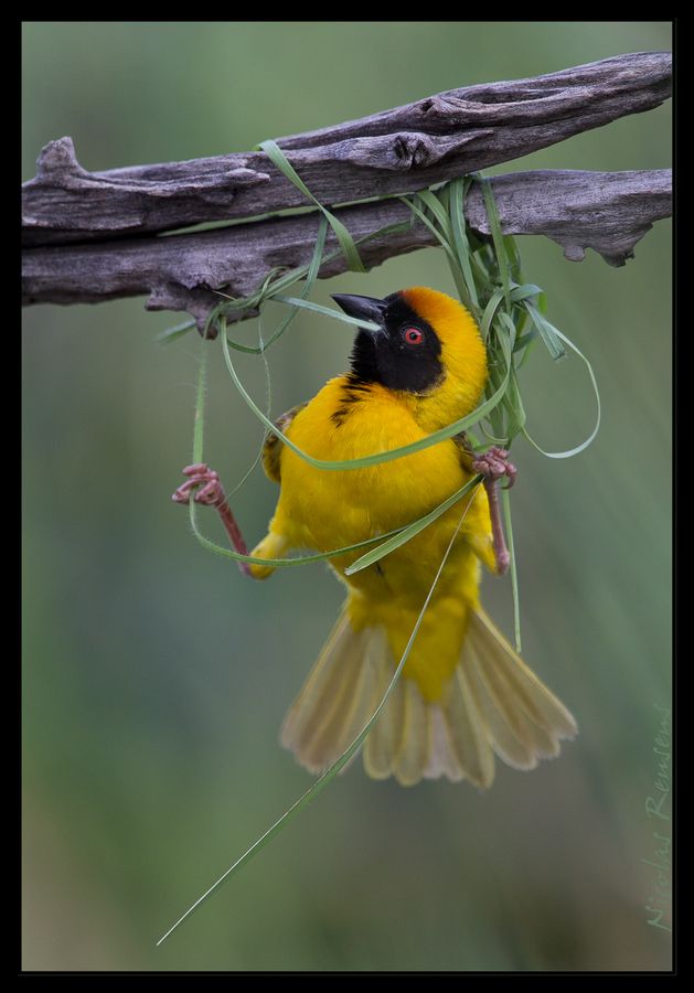 Beautiful pictures of yellow birds nests