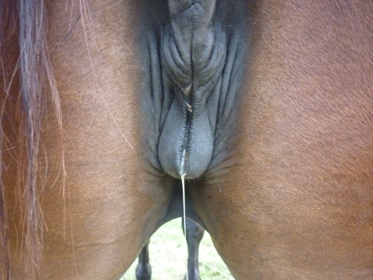 Huge Mare Pussy