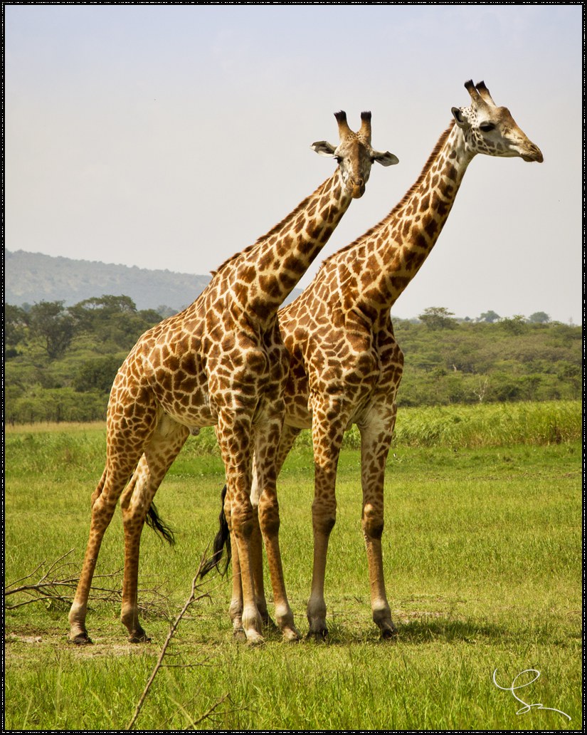 Giraffe having sex hard core