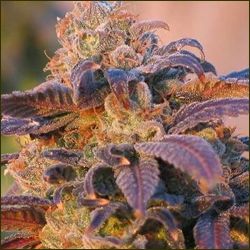 Purple marijuana nugs