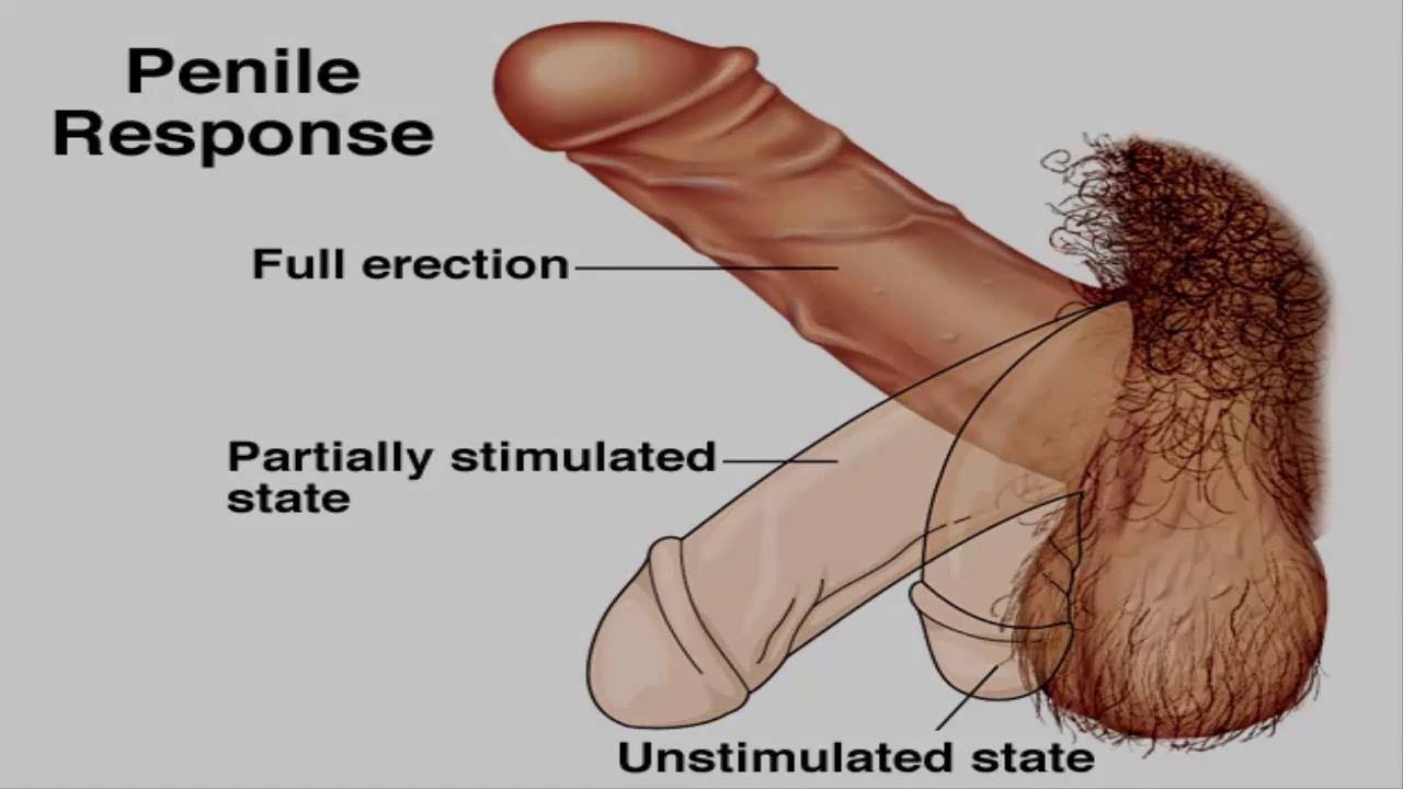 Hard uncircumcised penis erect