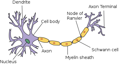 Nervous system neurons